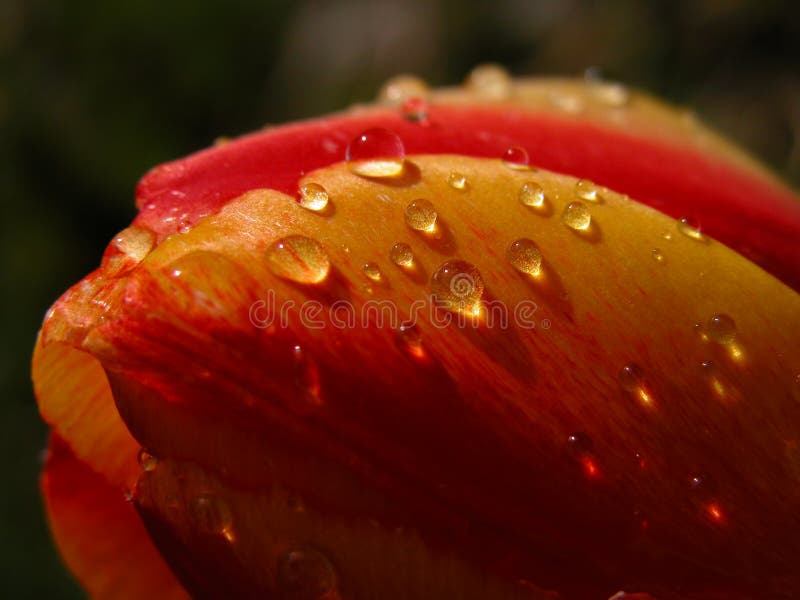 Sunshine throgh raindrops