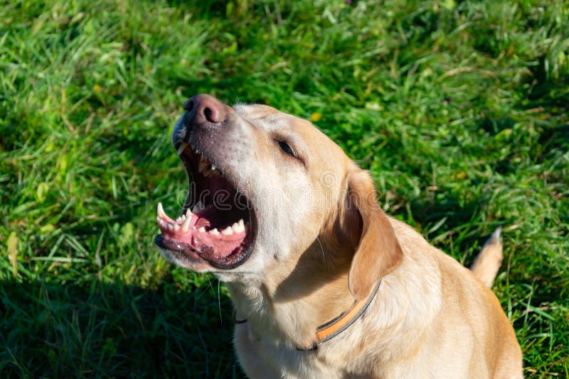 is labrador dog dangerous