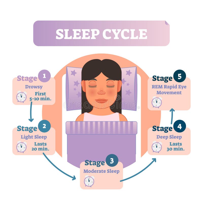 Healthy human sleep cycle vector illustration diagram with female in bed and sleep stages. Educational circle type infographic scheme with arrows. Healthy human sleep cycle vector illustration diagram with female in bed and sleep stages. Educational circle type infographic scheme with arrows.