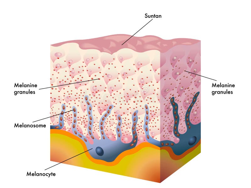 Medical illustration of the formation process of tanning. Medical illustration of the formation process of tanning