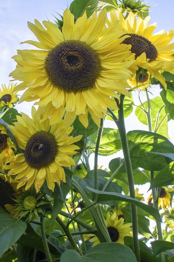 Suntastic Yellow Common Sunflower Stock Image Image of high
