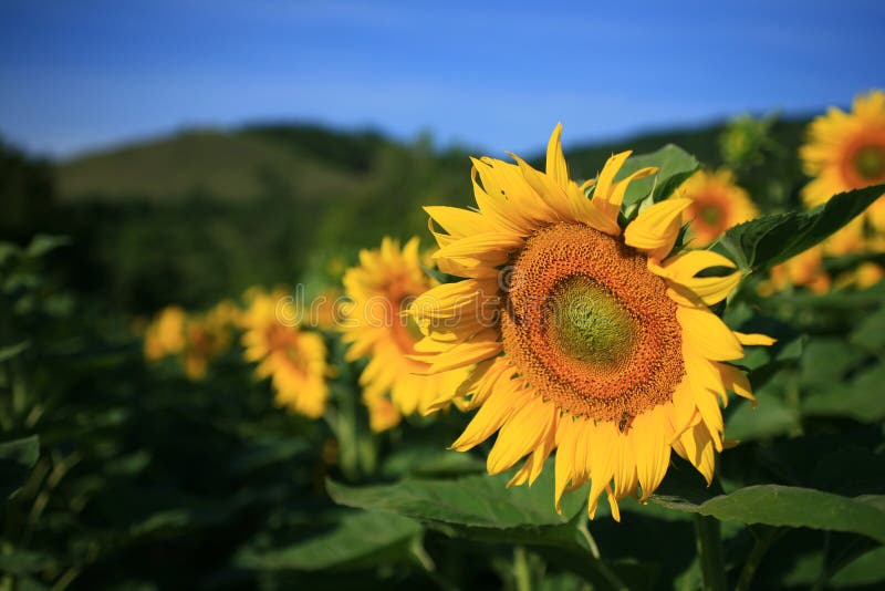Sunflower Field Kenosha, Wisconsin Stock Photo Image of wisconsin