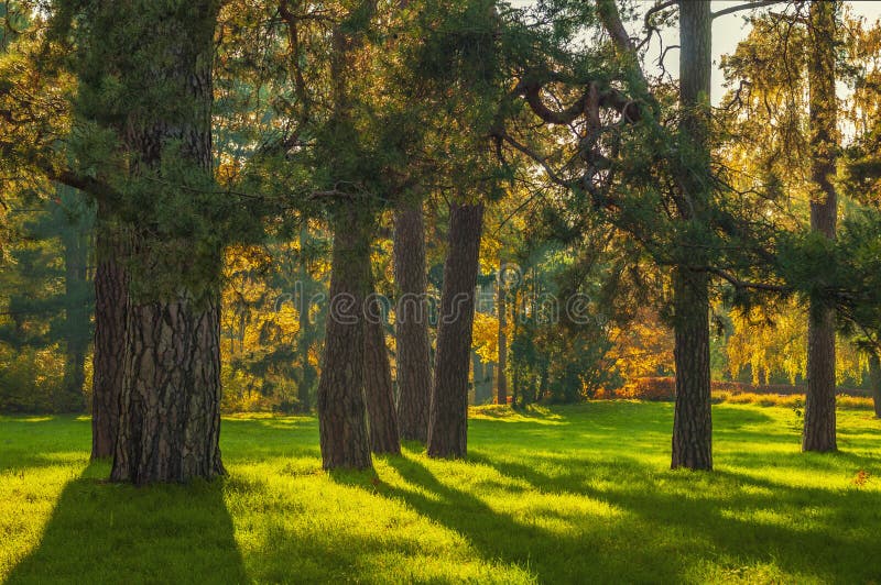 Suny Pine Forest Stock Photo Image Of Nature Scene 144863394