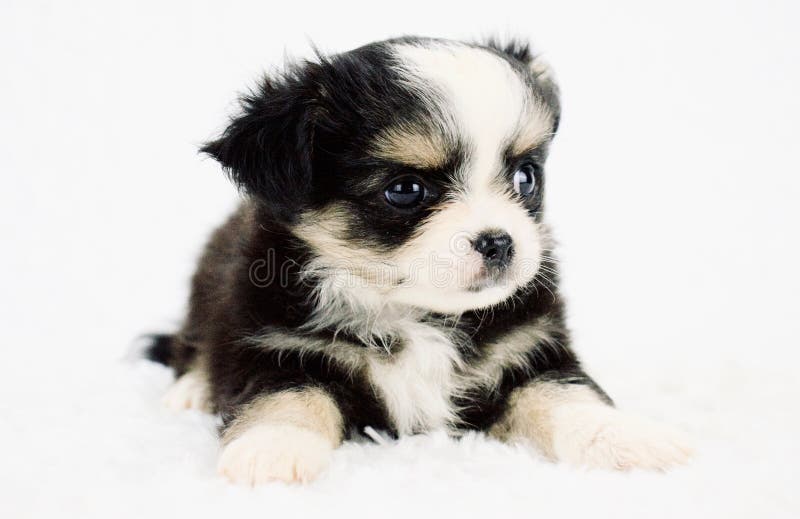 Super Lovable Chihuahua Puppy Dog with Long Fur Stock Image - Image of hair,  applehead: 232596837