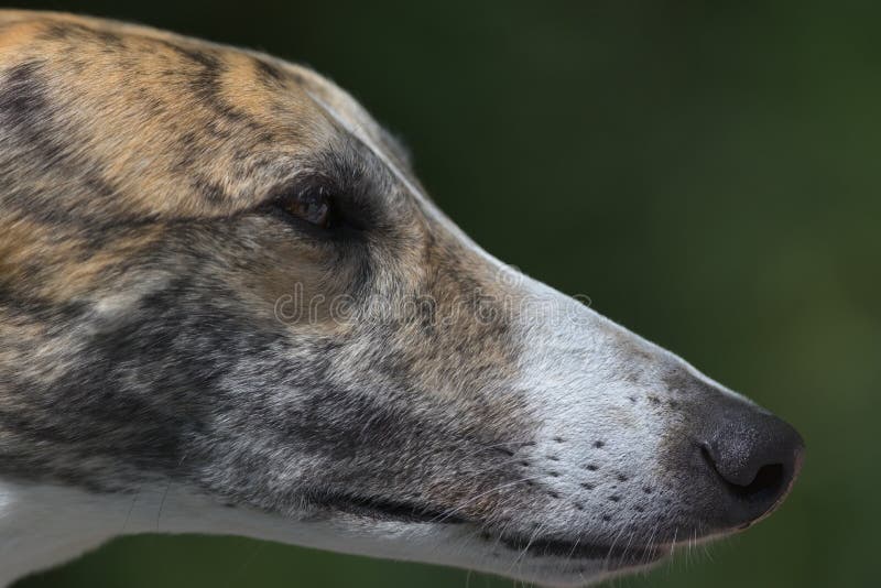 are greyhounds aggressive dogs