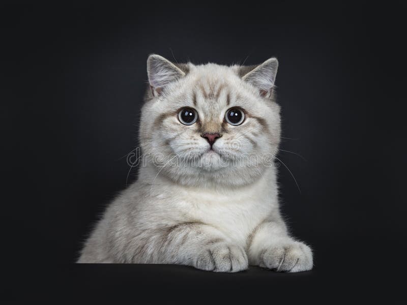 Cute British Shorthair Kitten Litter Box Home Stock Photo by ©NewAfrica  399894364