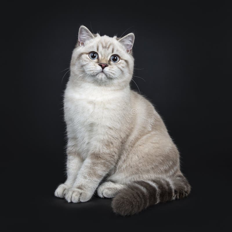 Blue hotsell point tabby
