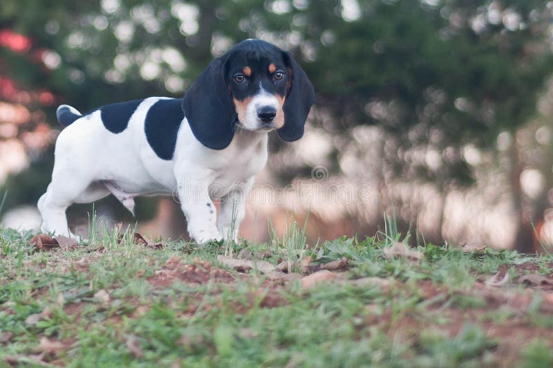 Basset Hound and Beagle mix puppy stands on top of a hill looking down. Basset Hound and Beagle mix puppy stands on top of a hill looking down.