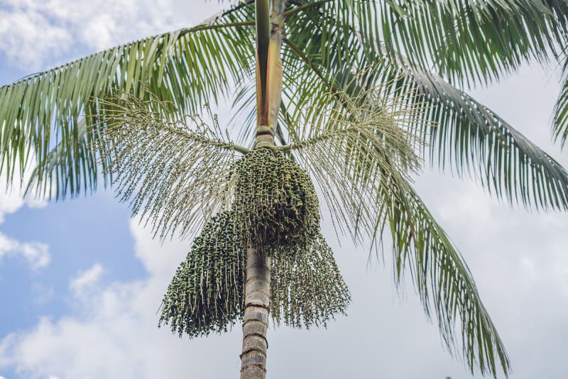 Super Food. Amazon, Acai Berry Growing on a Tree Stock Image Image of