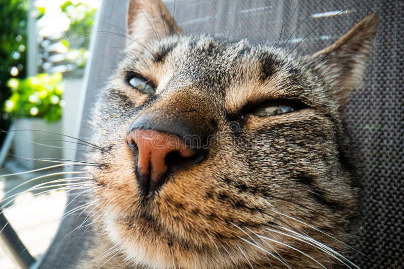 Super Macro Cat Photography, Funny Cat Close Up Macro Image Stock Image - Image of detail, cats: 170536831 Super Macro Cat Photography, Funny Cat Close Up Macro Image Stock Image - Image of detail, cats: 170536831