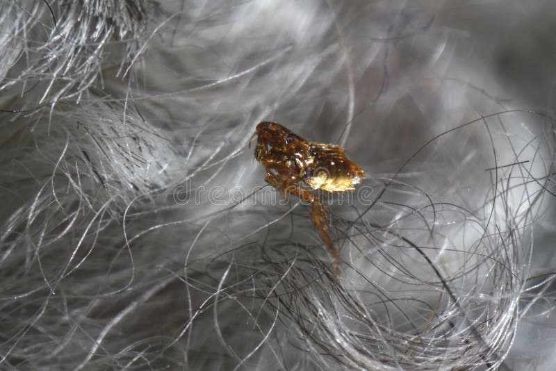 Super macro close up of brown, amber colored flea, Siphonaptera in grey colored dog fur.