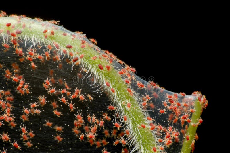 Super macro foto del gruppo di infestazione di acaro rosso sulle verdure. concetto di insetto