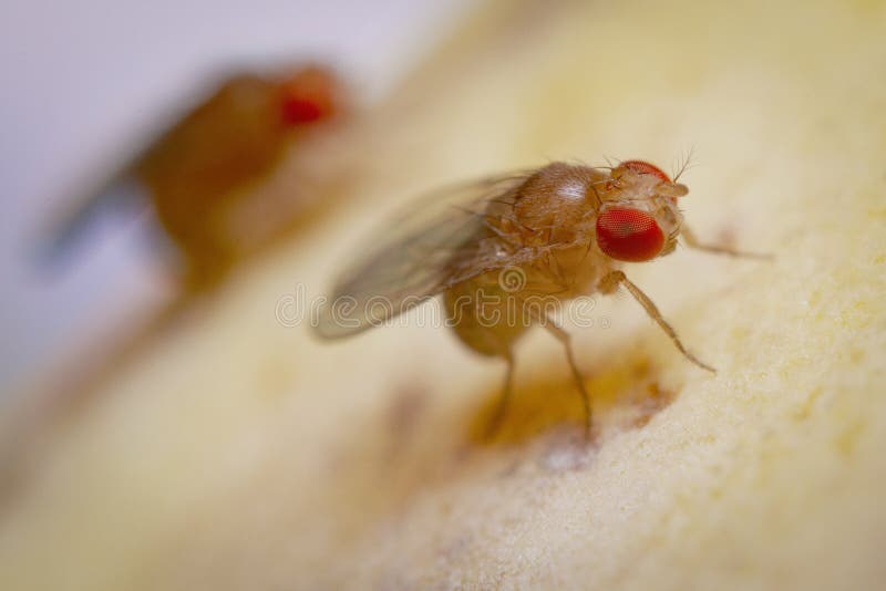 Fruit Flies On Rotting Banana Stock Image Image of house, animal