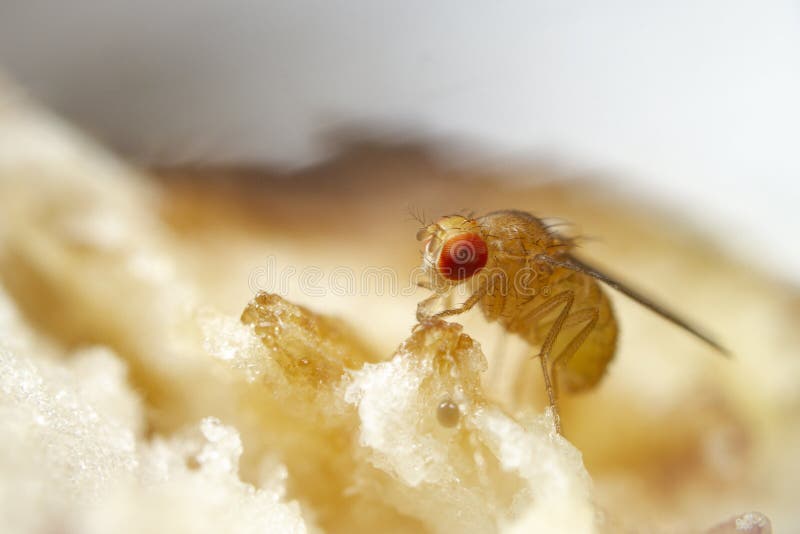 Super macro shot tiny fruit fly on the top of a banana
