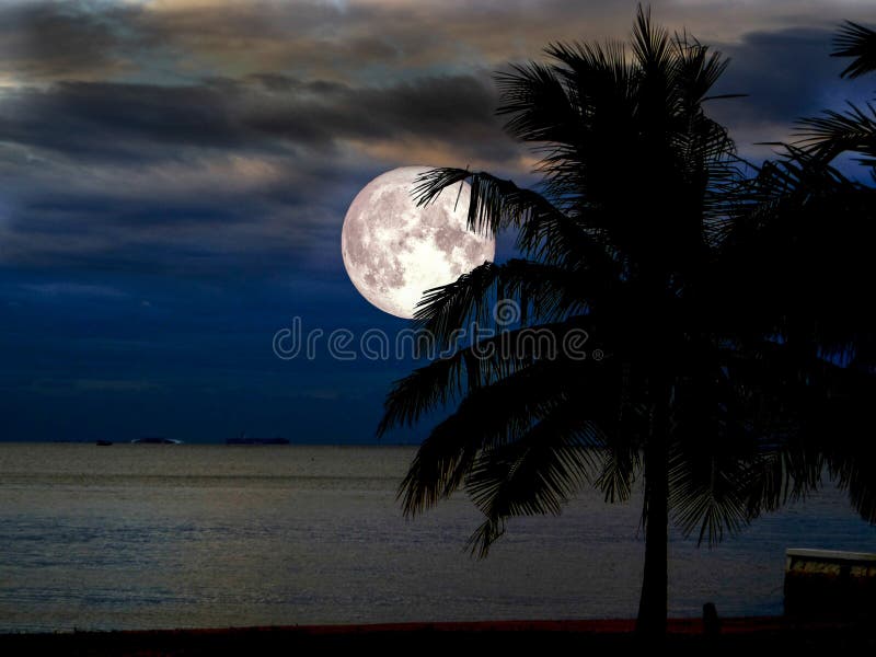 super moon silhouette coconut on beach in night sky