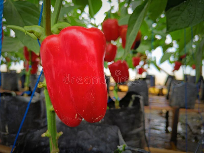 Super Red Paprika Plant in the Greenhouse Stock Image Image of leaf