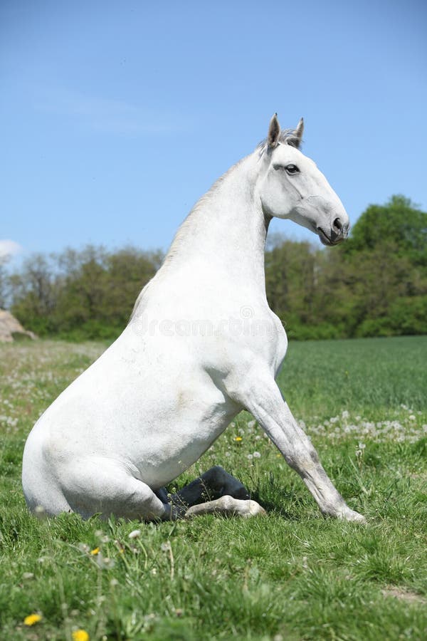 Kneeling horse stock image. Image of riding, forestry, dutch - 847411