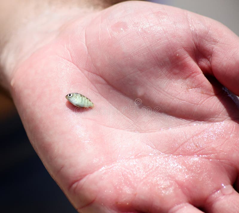 Super Tiny Fish stock photo. Image of water, hand, catch 23333986