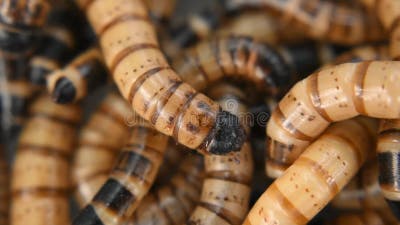 Super worms crawling stock footage. Video of fresh, colour - 194778896