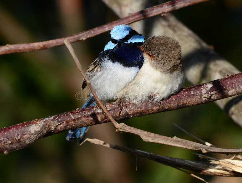 Superb fairy wren mating pair stock photos Superb fairy wren mating pair stock photos