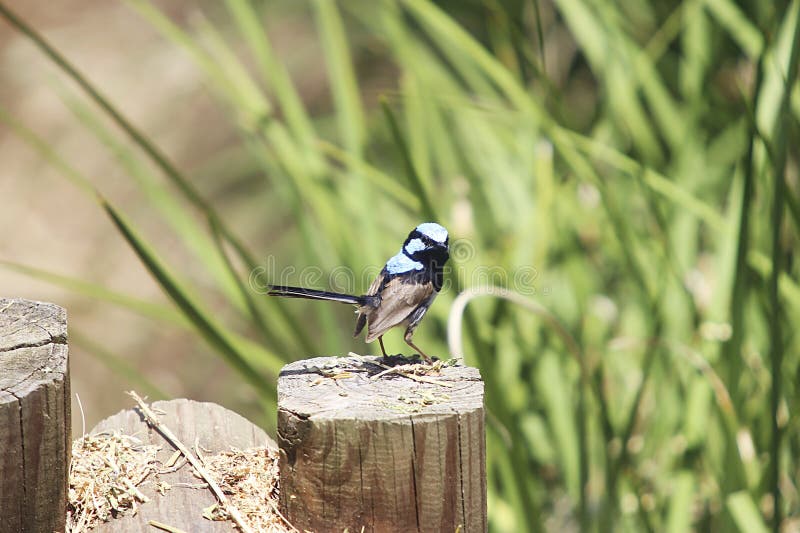 Superb fairywren royalty free stock photos