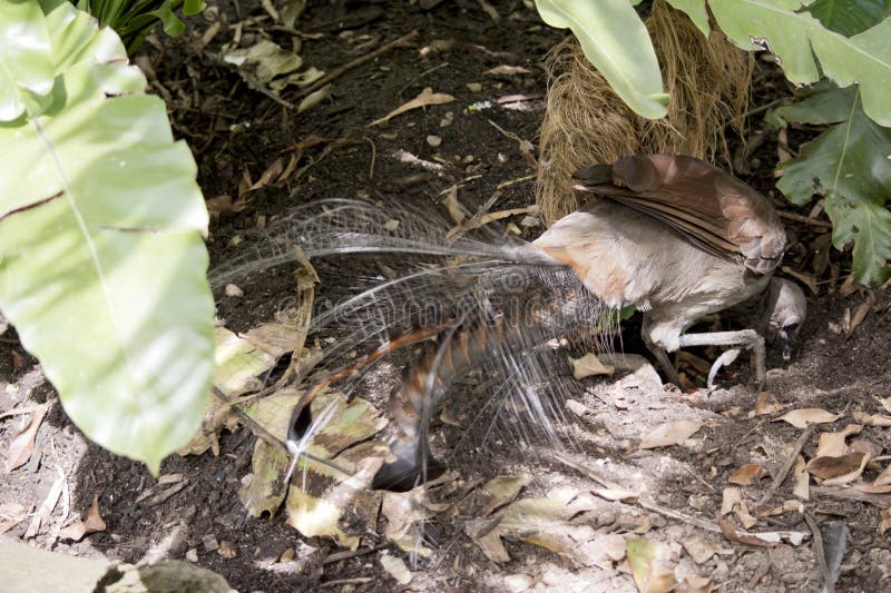 The Superb Lyrebird looks like a large brown pheasant. The wings are rufous in colour and the bill, legs and feet are black. The adult male has an ornate tail, with special curved feathers that, in display, assume the shape of a lyre. The Superb Lyrebird looks like a large brown pheasant. The wings are rufous in colour and the bill, legs and feet are black. The adult male has an ornate tail, with special curved feathers that, in display, assume the shape of a lyre