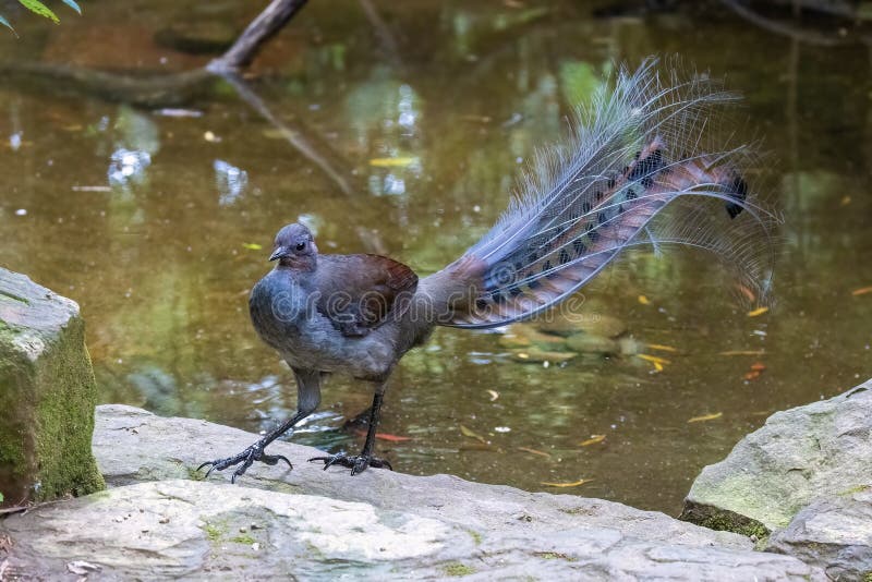 A superb lyrebird, Menura novaehollandiae, by a river in Victoria, Australia. This is an adult male