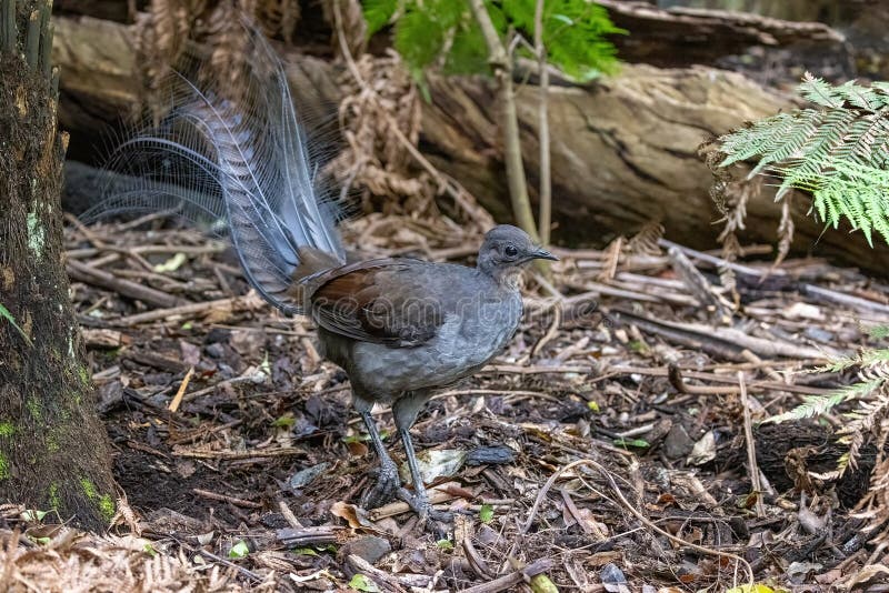 A superb lyrebird, Menura novaehollandiae, Victoria, Australia. This is an adult male side view