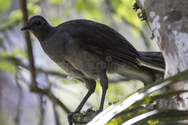 Superb Lyrebird resting on tree branch