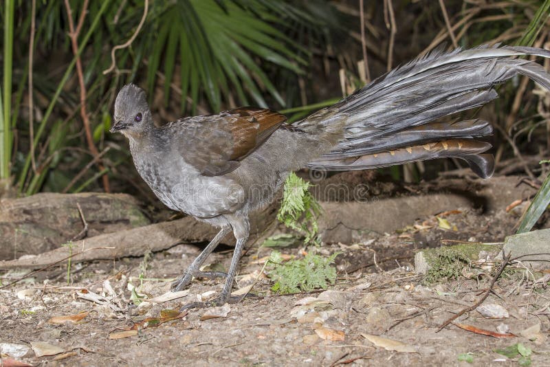 Superb Lyrebird scratching and feeding on forest floorn