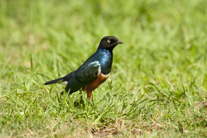 Superb Starling