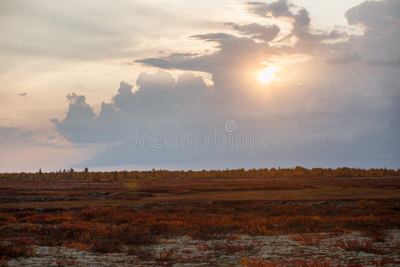 Superbe paysage chaud de toundra d'automne au soleil Couleurs naturelles lumineuses photos stock Superbe paysage chaud de toundra d'automne au soleil Couleurs naturelles lumineuses photos stock