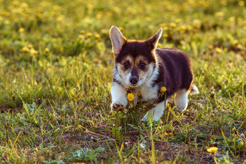 Amazing small Pembroke Welsh Corgi puppy with big loveable ears walking on lawn on sunny day. Sable and white colored handsome cub enjoying yellow flowers and green grass. Amazing small Pembroke Welsh Corgi puppy with big loveable ears walking on lawn on sunny day. Sable and white colored handsome cub enjoying yellow flowers and green grass.