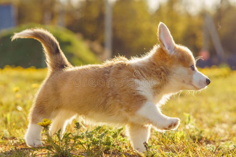 Amazing Pembroke Welsh Corgi puppy joyfully walking on lawn on sunny summer day. Red and white haired doggy cub enjoying fresh air and have wonderful time. Amazing Pembroke Welsh Corgi puppy joyfully walking on lawn on sunny summer day. Red and white haired doggy cub enjoying fresh air and have wonderful time.