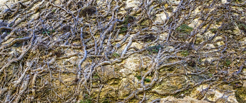 Superficial Roots Background stock photo