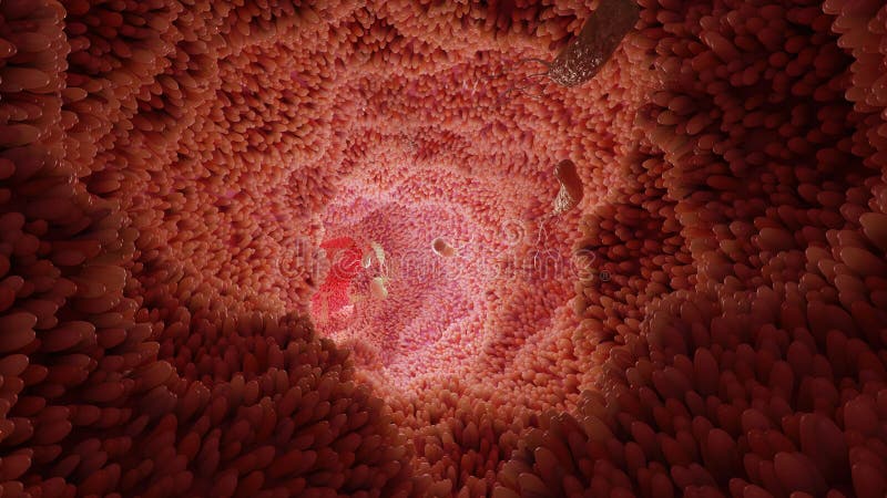 Superficie di microvilli del sistema digestivo villi intestinali con batteri e virus. villi capillari microscopici fotografie stock libere da diritti