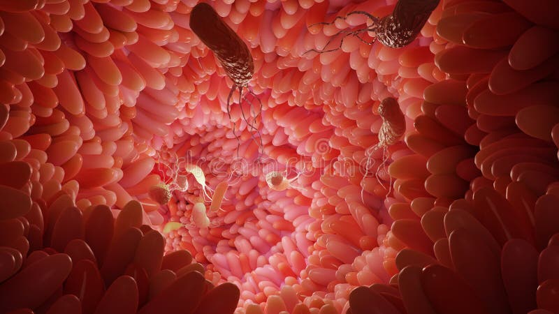 Superficie di microvilli del sistema digestivo villi intestinali con batteri e virus. villi capillari microscopici fotografia stock