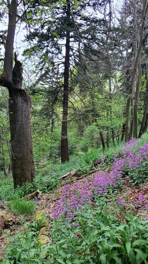 Superficie periwinkle comune su collina forestale fotografia stock