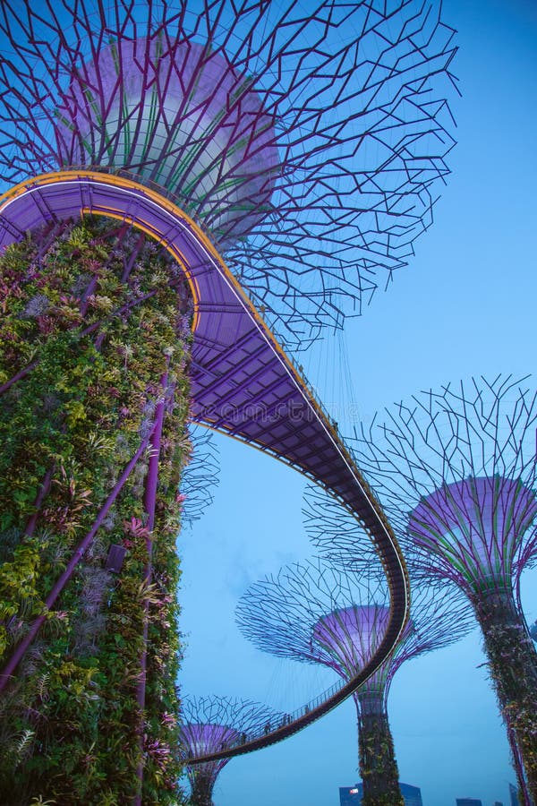 Purple Trees Manmade Forest Trees and Jungle Editorial Stock Image