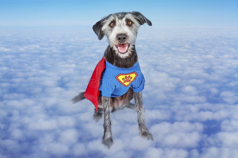 SuperheldHund, Der Zur Seite Oben Schaut Sitzt Stockbild Bild von