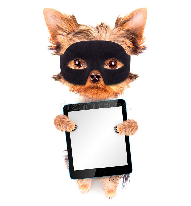 Superheldhündchen mit Tabletten-PC lizenzfreie stockfotos Superheldhündchen mit Tabletten-PC lizenzfreie stockfotos