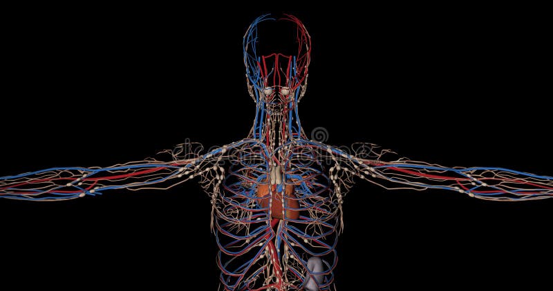 Superior Part of Circulatory System Complete of a Human Body in Rotation  Stock Footage - Video of background, care: 80203058