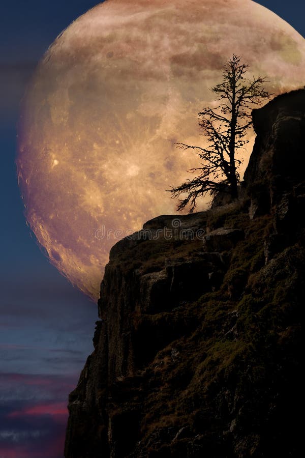 Supermoon z samotnym drzewem zdjęcia royalty free