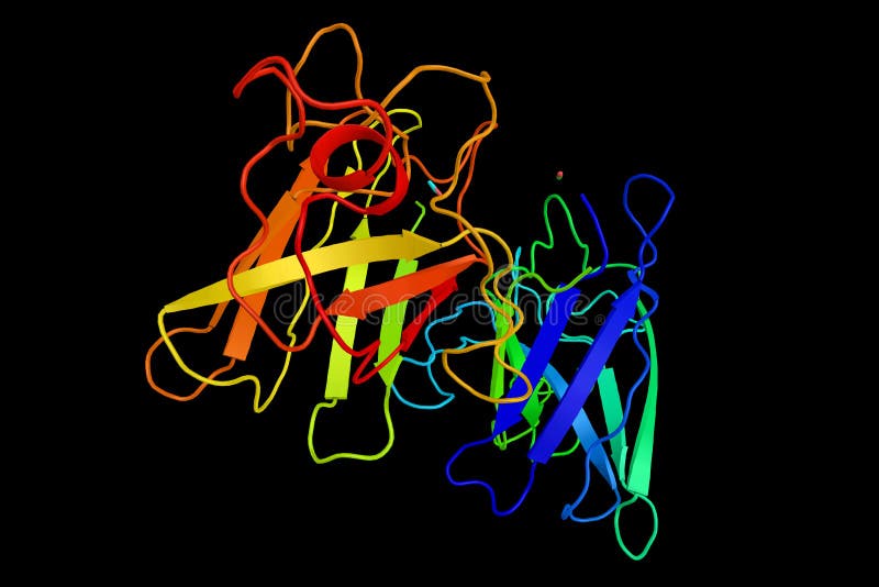 Superoxide Dismutase 1 (3d Structure), an Enzyme Implicated in a Stock