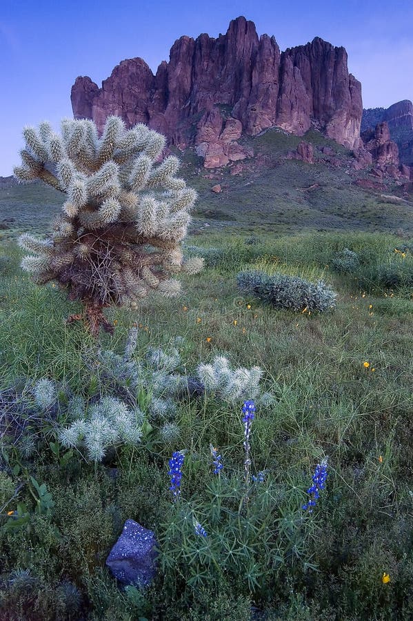 Superstition Mountain and field of wildflowers stock image