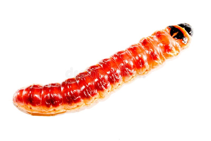 download blue superworm download blue superworm