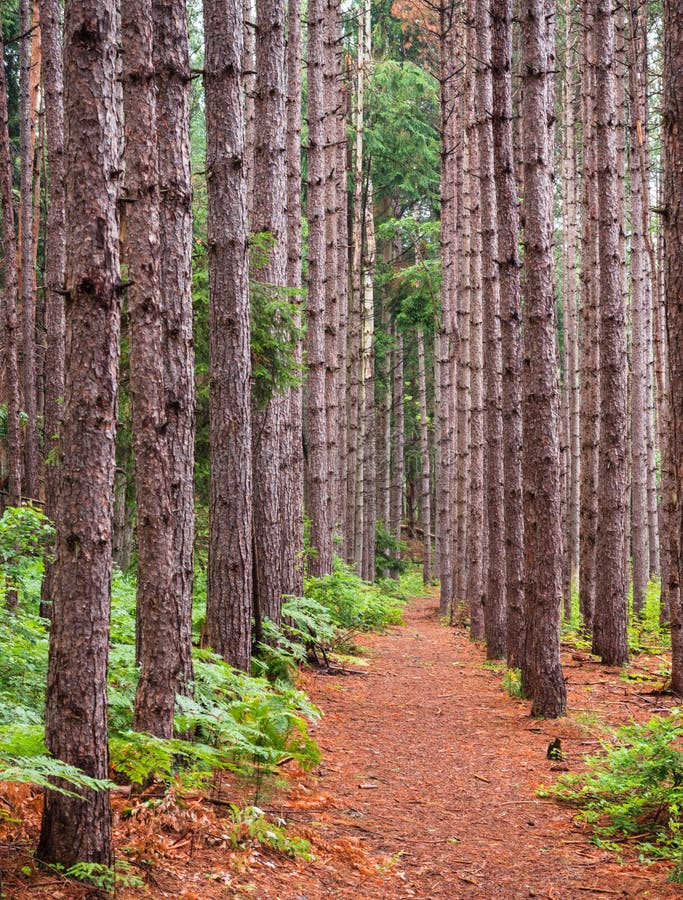 The pathway into Cranesville Swamp Preserve in Garrett County, Maryland is flanked by an ordered stand of trees to include Norway Spruce, Scots Pine and Red Pine. The pathway into Cranesville Swamp Preserve in Garrett County, Maryland is flanked by an ordered stand of trees to include Norway Spruce, Scots Pine and Red Pine.