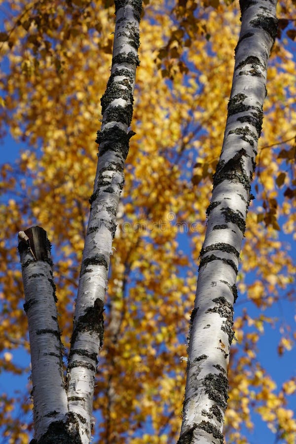 Suppengrün im Spätherbst stockbild