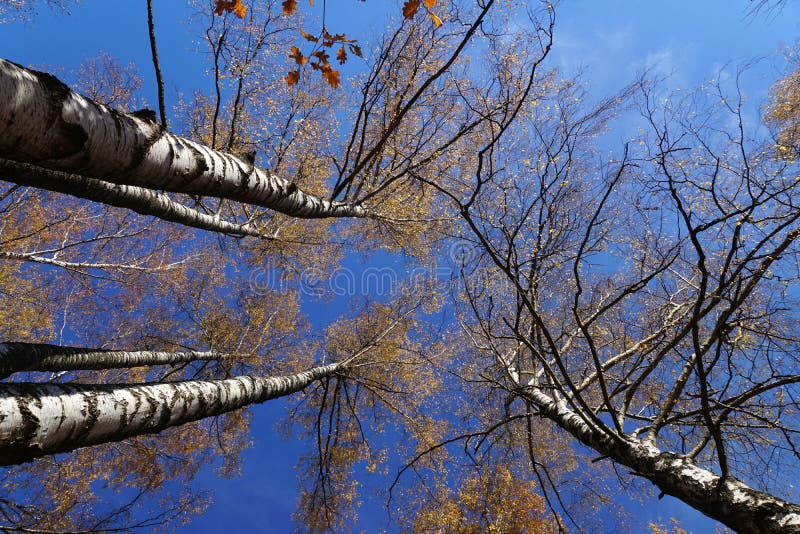Suppengrün mit gelben Blättern stockfotografie