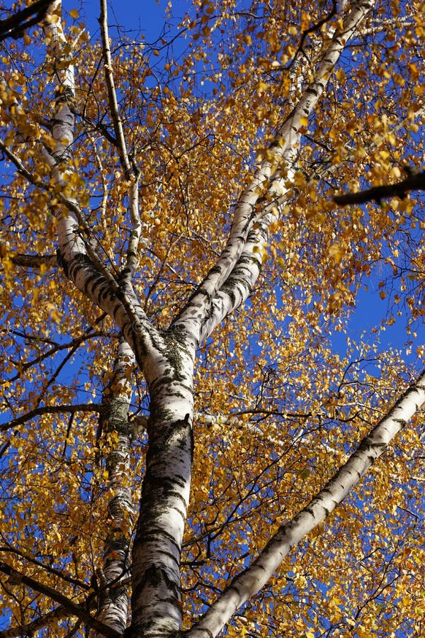 Suppengrün mit gelben Blättern stockbild